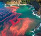 Cure for athlete's foot could be used to control harmful 'red tides' in oceans